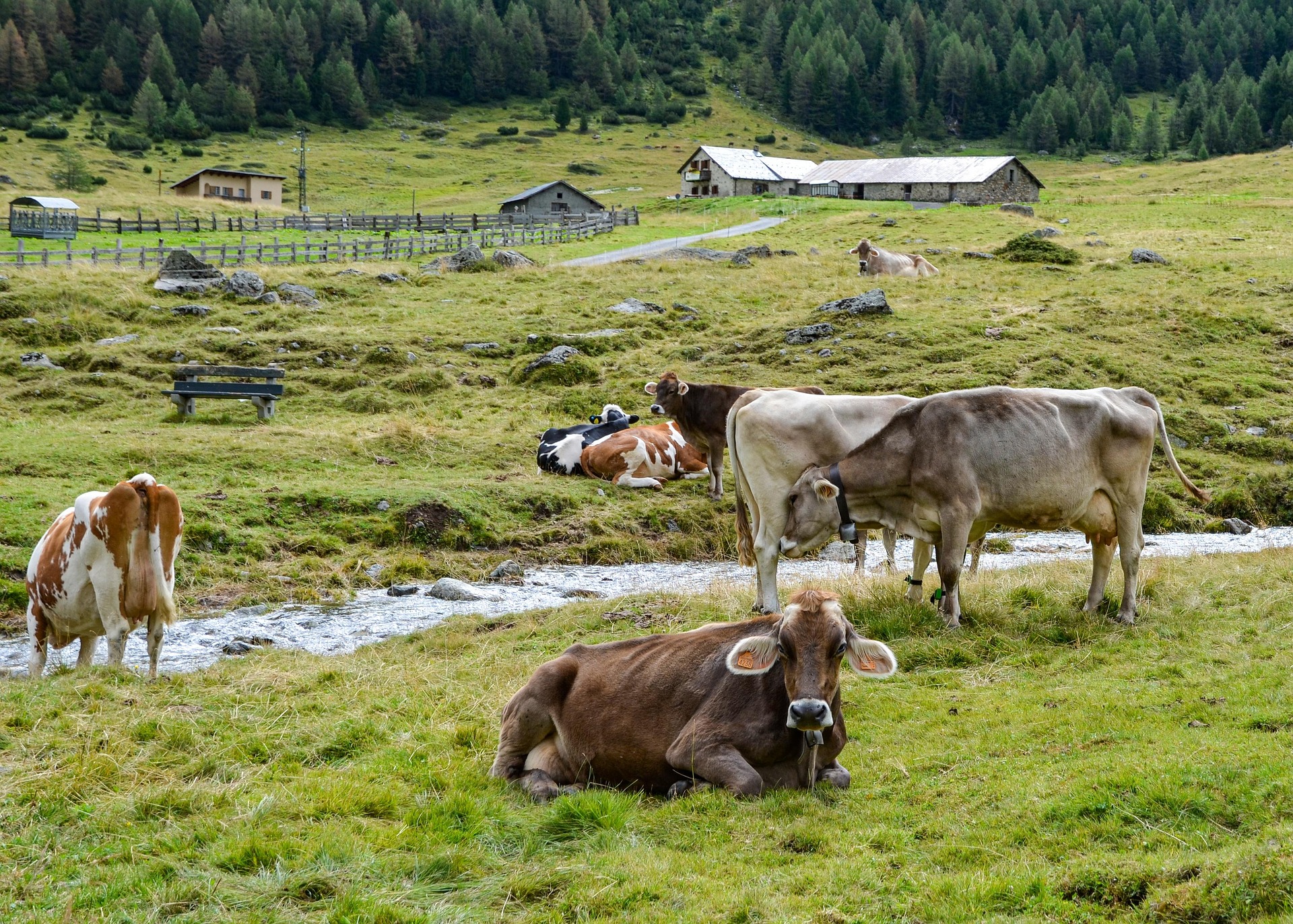cows-7880154_1920